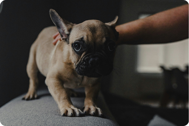 kategorie_prasky na uklidneni1